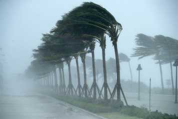 Enlarged view: Hurricane Irma sweeps palm trees
