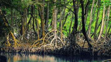 Enlarged view: Mangroves